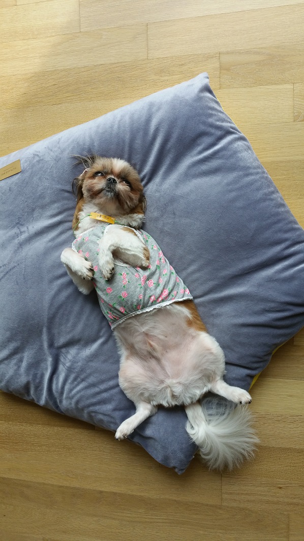 몽이에요~