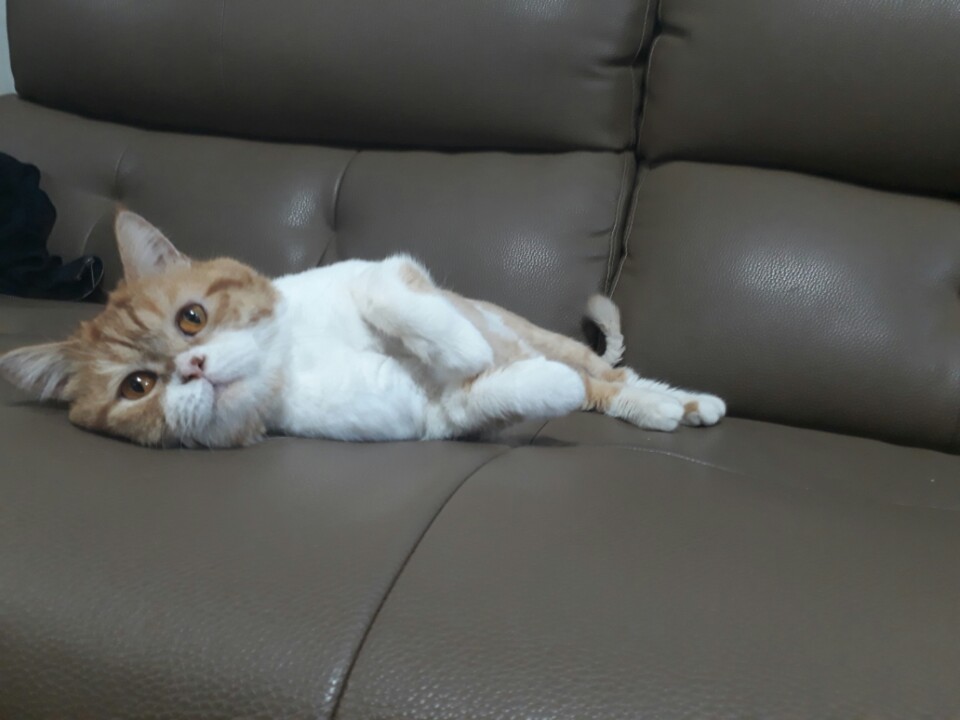 호빵이 후기입니다.
