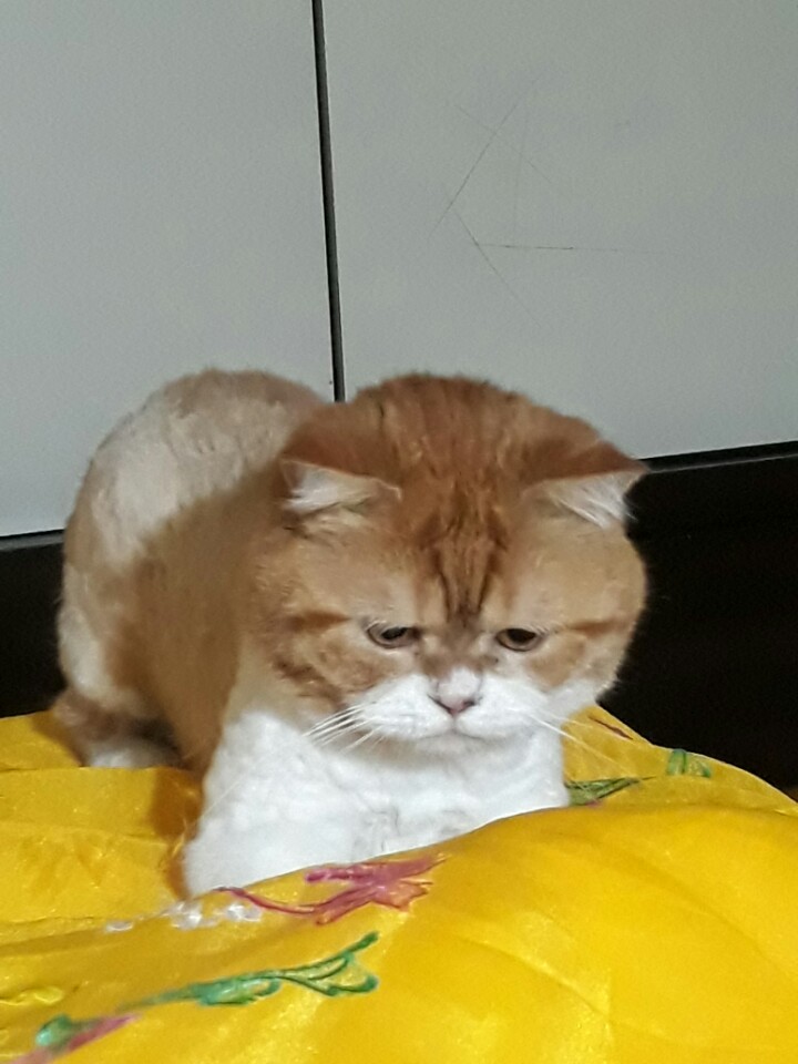 호빵이 후기입니다.
