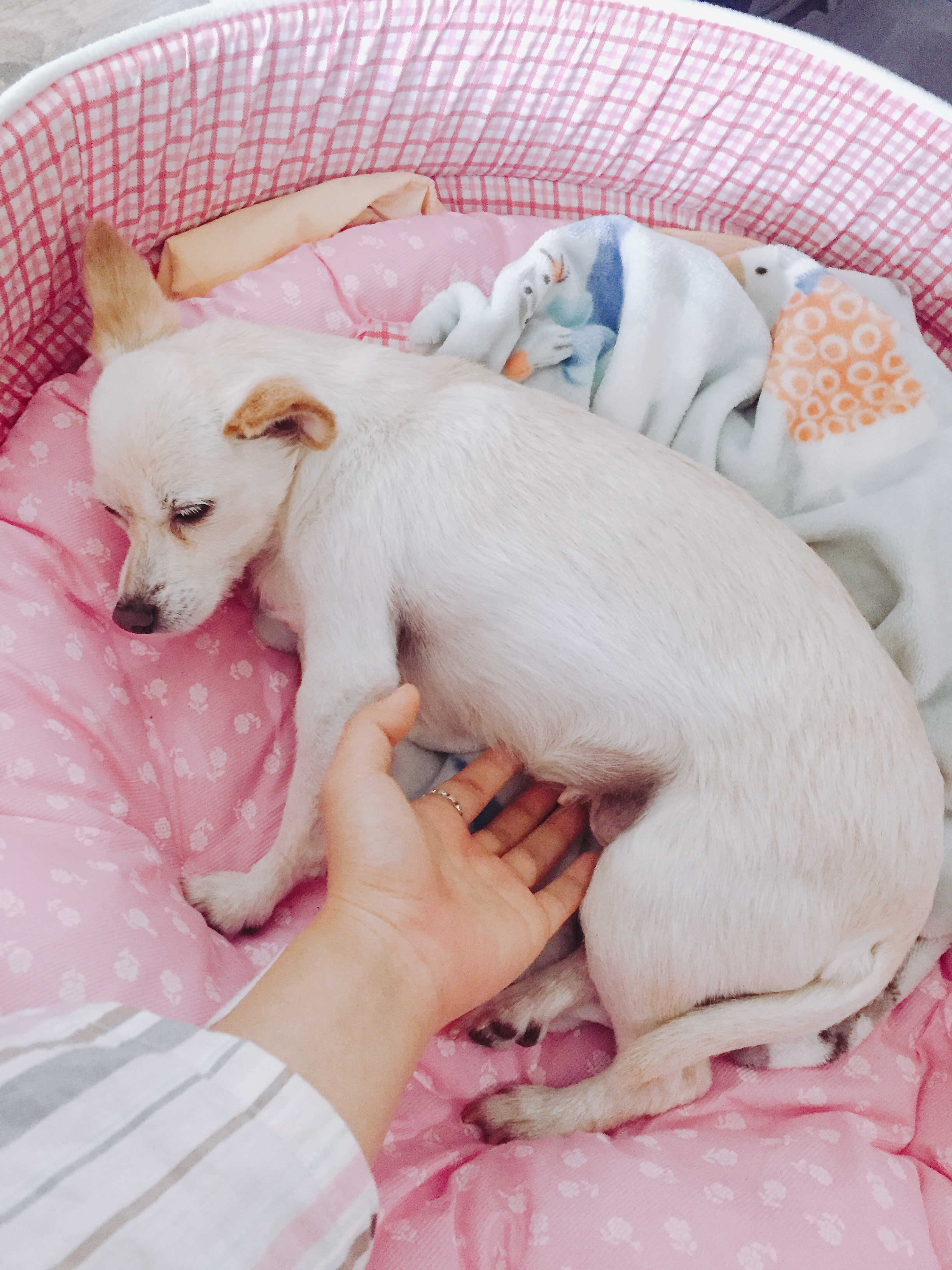 목련이 한달 후기&#10084;