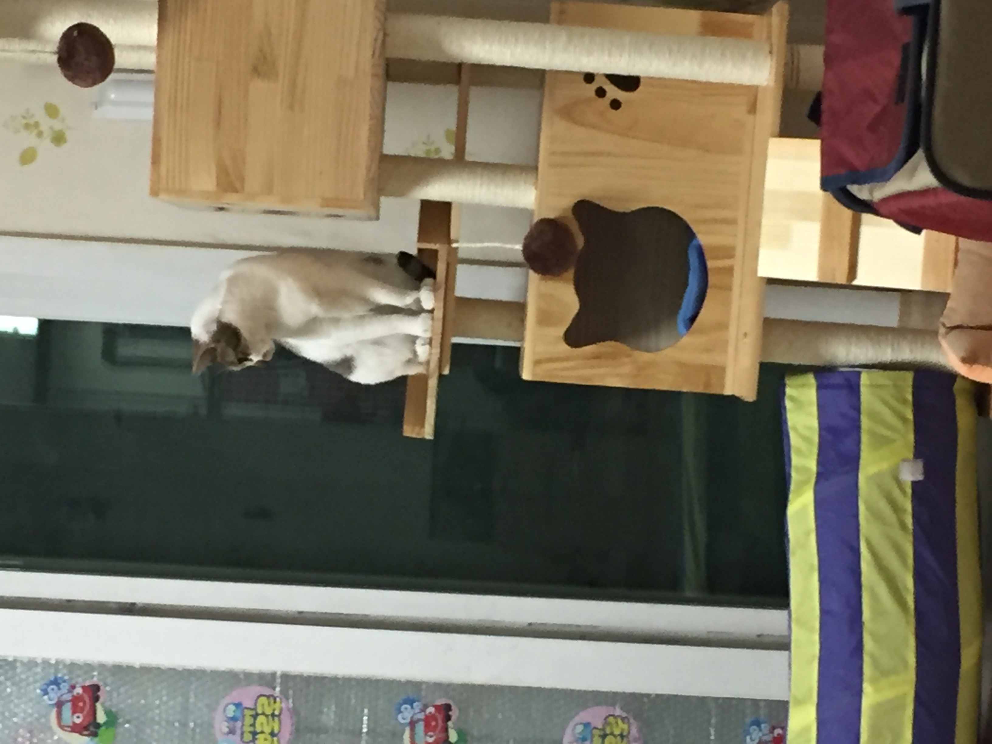 아코(달이) 입양 일주일 후기입니다. 
