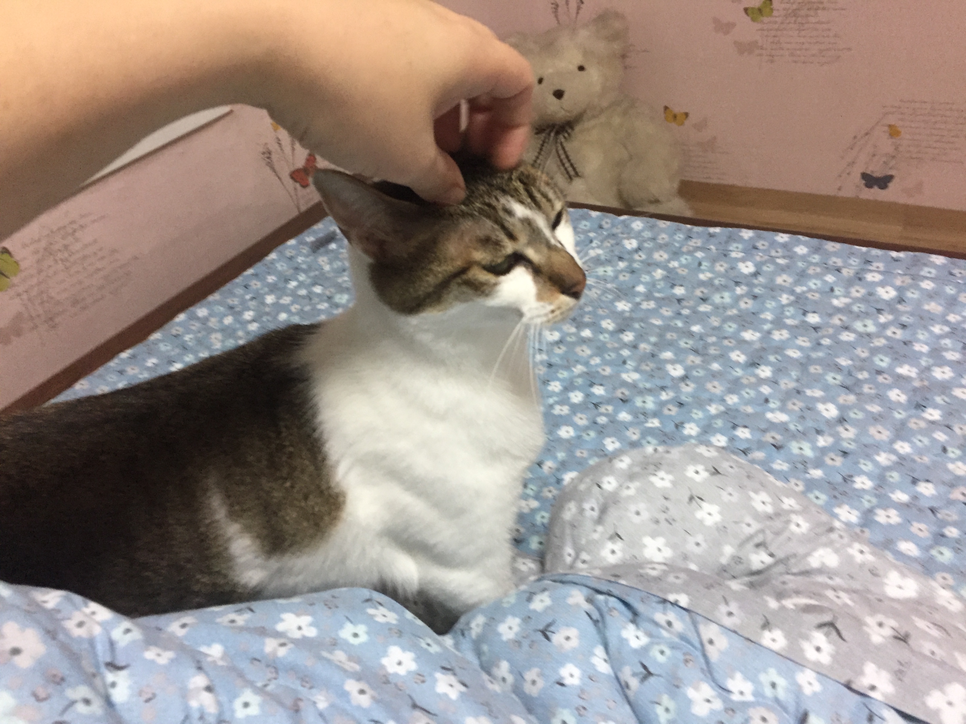아코(달이) 입양 일주일 후기입니다. 