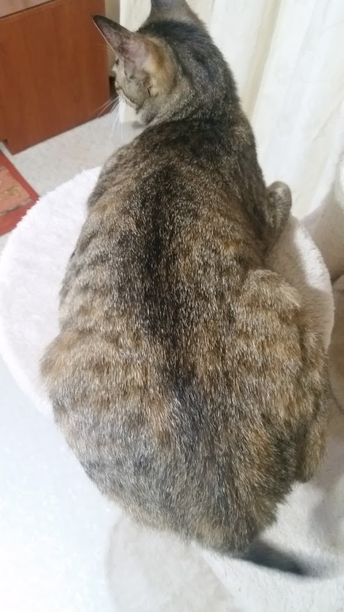 둥이 입양후기