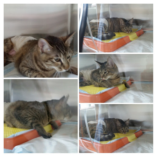 둥이 입양후기