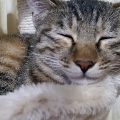 둥이 입양후기