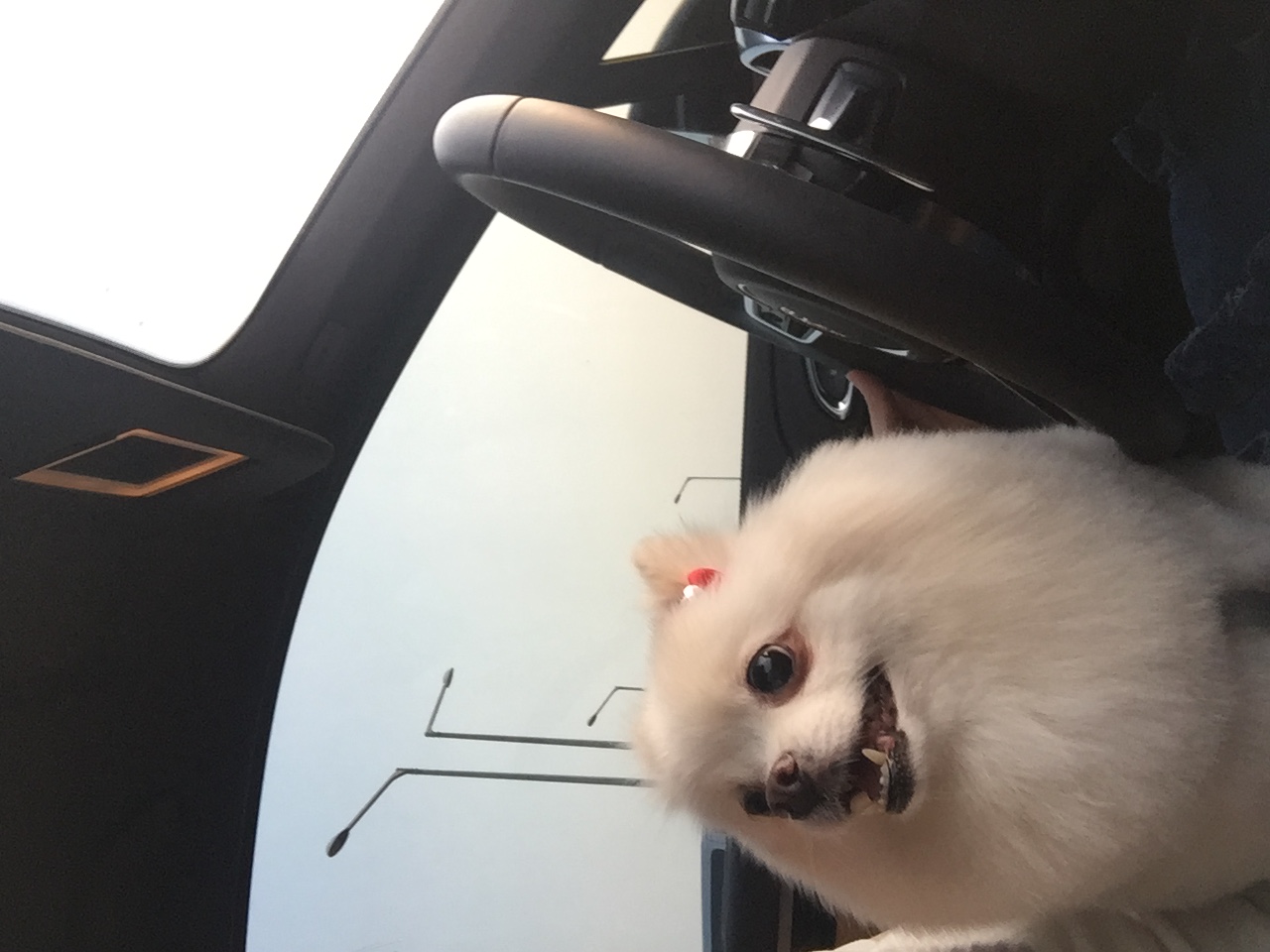 엘리 입양후기 올려요