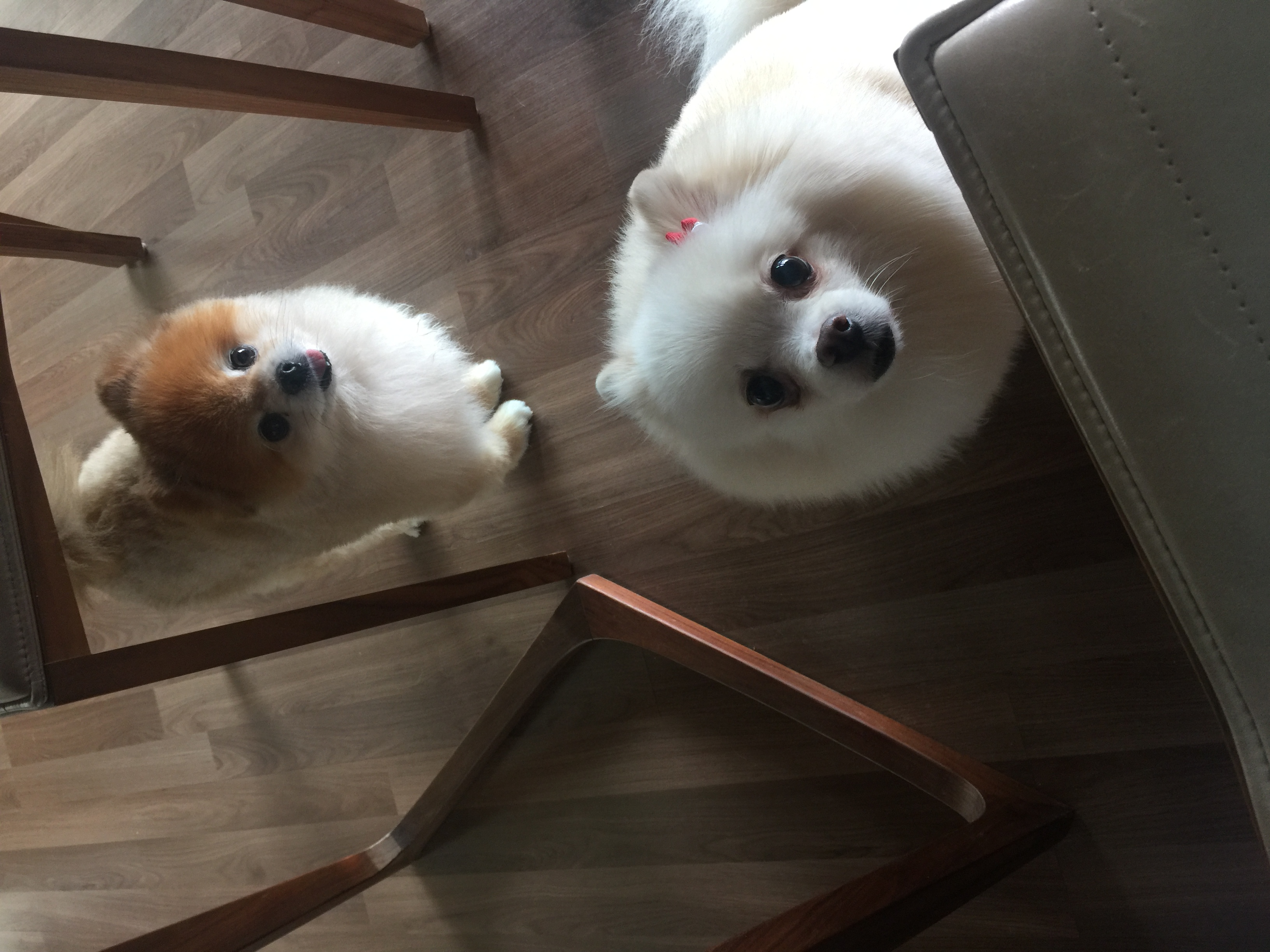 엘리 입양후기 올려요