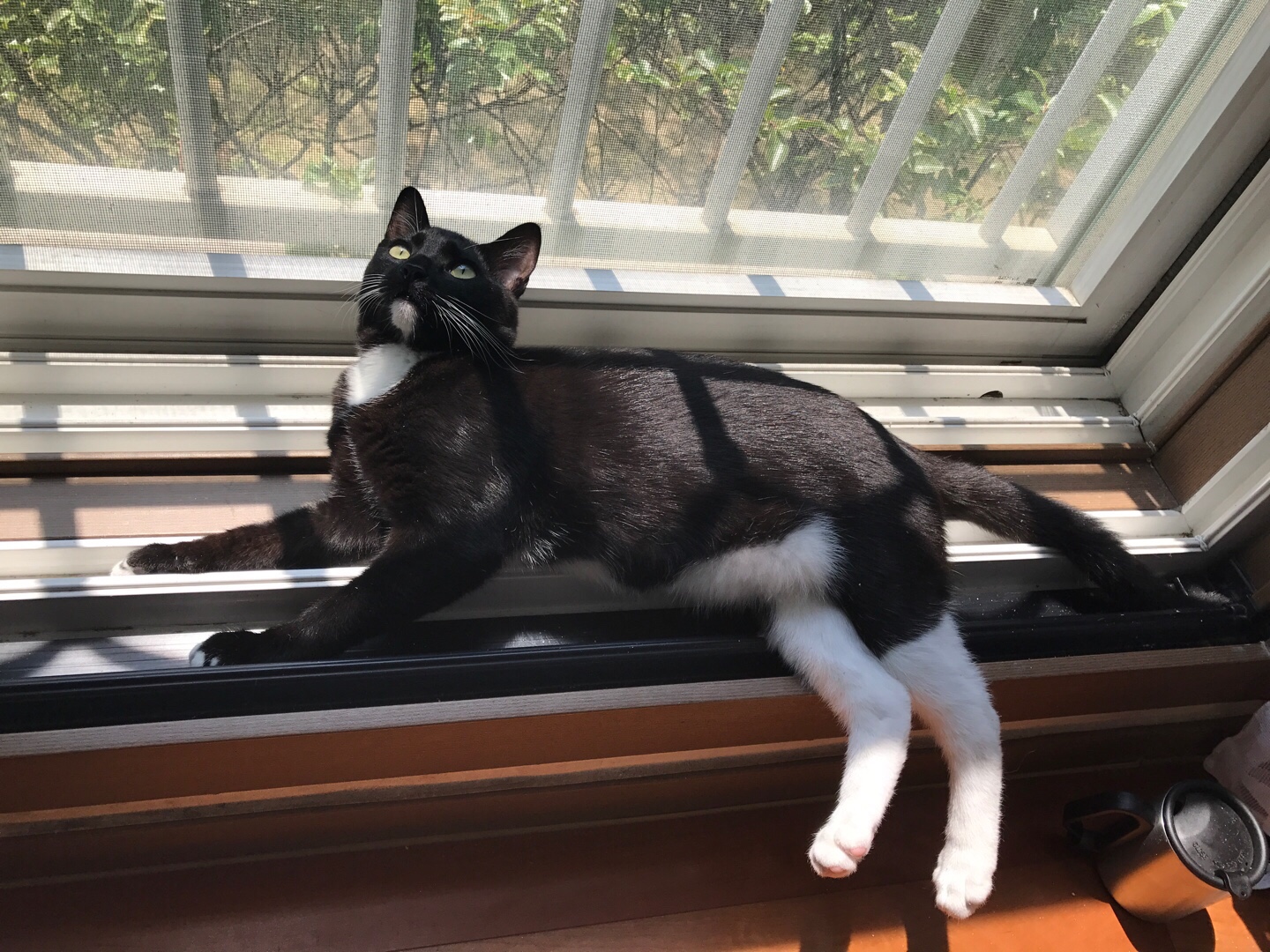 레옹(강철이) 입양후기 3번째 &#128155;
