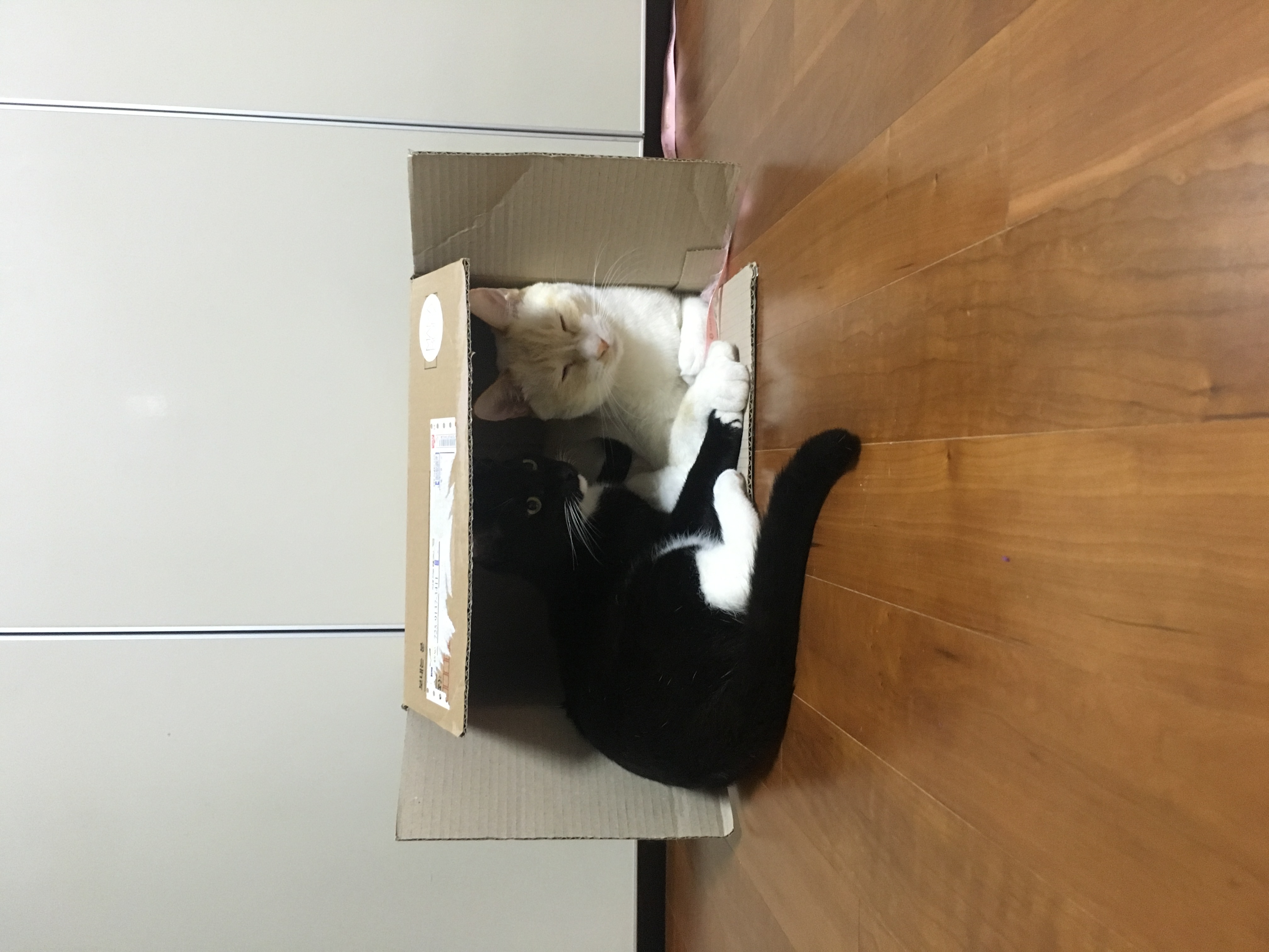레옹(강철이) 입양후기 3번째 &#128155;