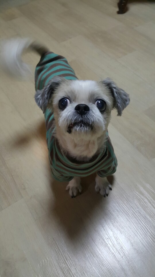 진주 초롱