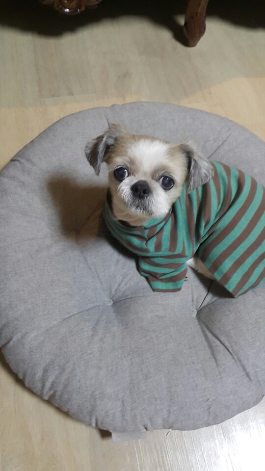 진주 초롱