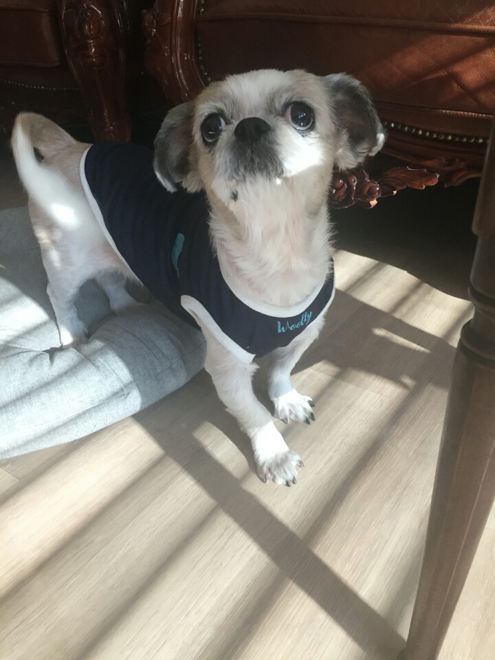 진주 초롱