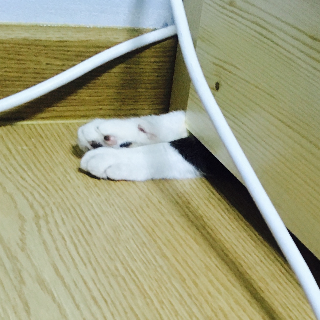 콩이가 온지도 벌써 1주일이 넘었네요
