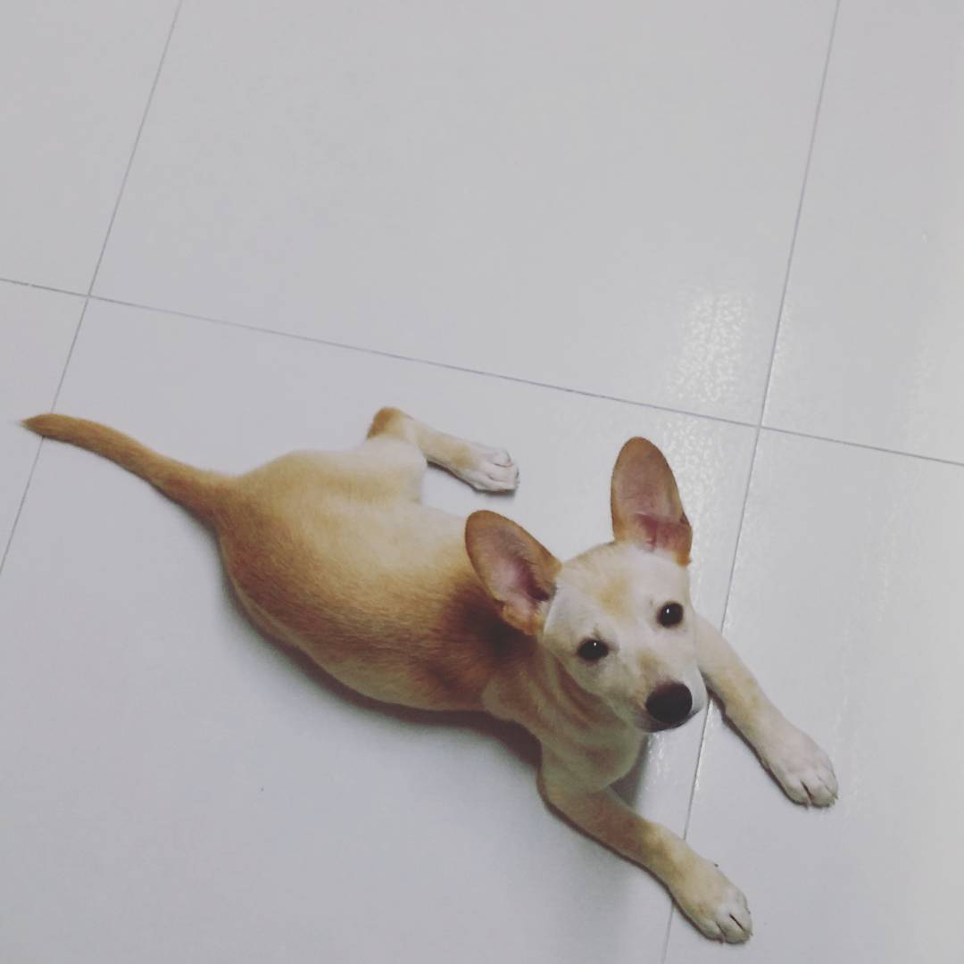 식탐대왕 "산이" 입양 후기입니다!!! 적응이 넘 빨라 일주일 못기다리고 지금 올려요.. ㅋㅋ