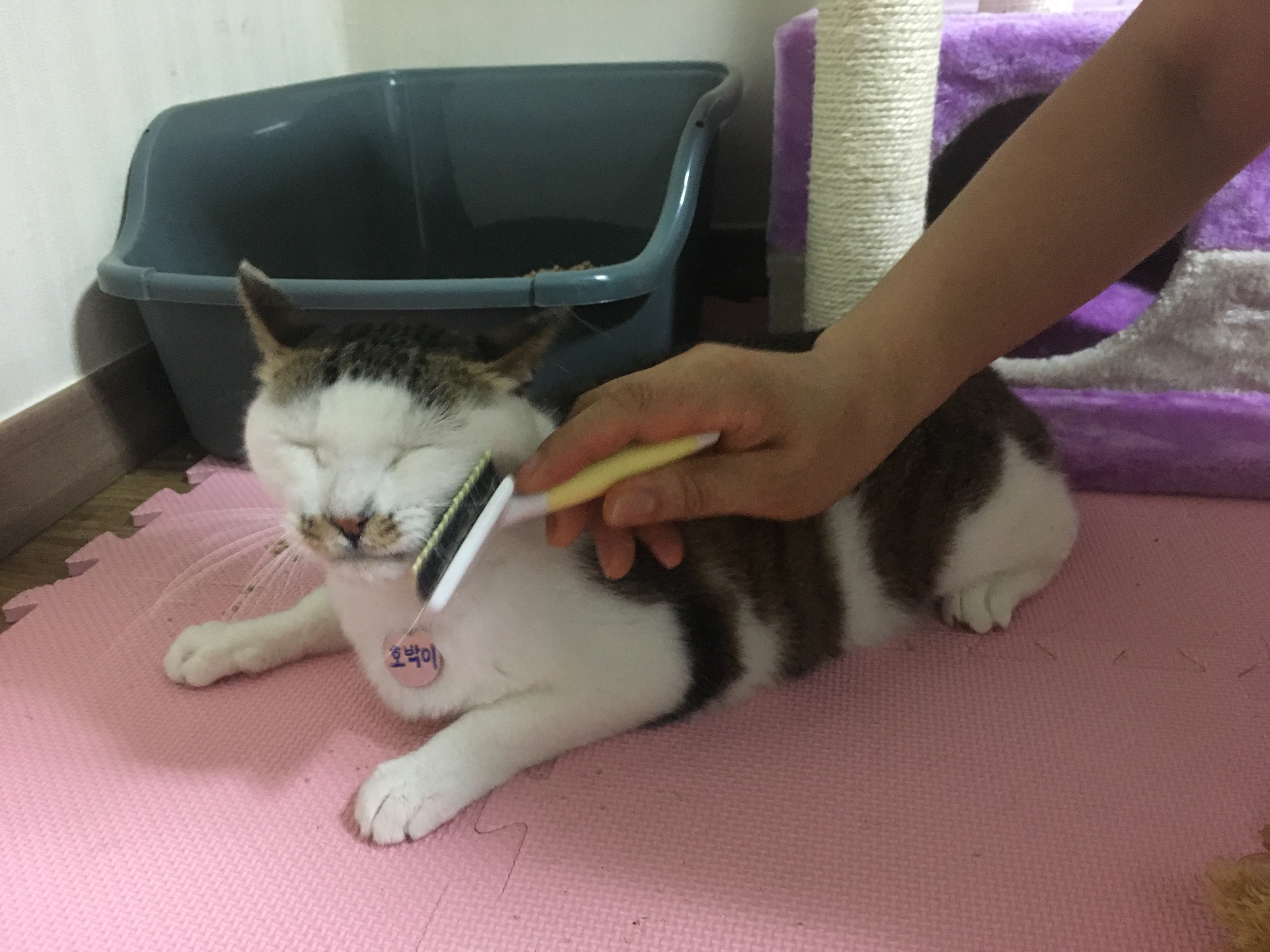 호박이(마리모) 입양 후기 첫번째~