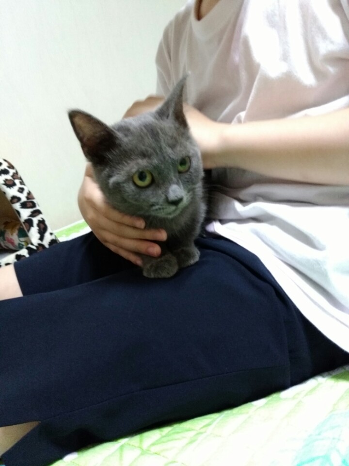 깜찍이(모찌) 첫번째 입양후기~많은변화