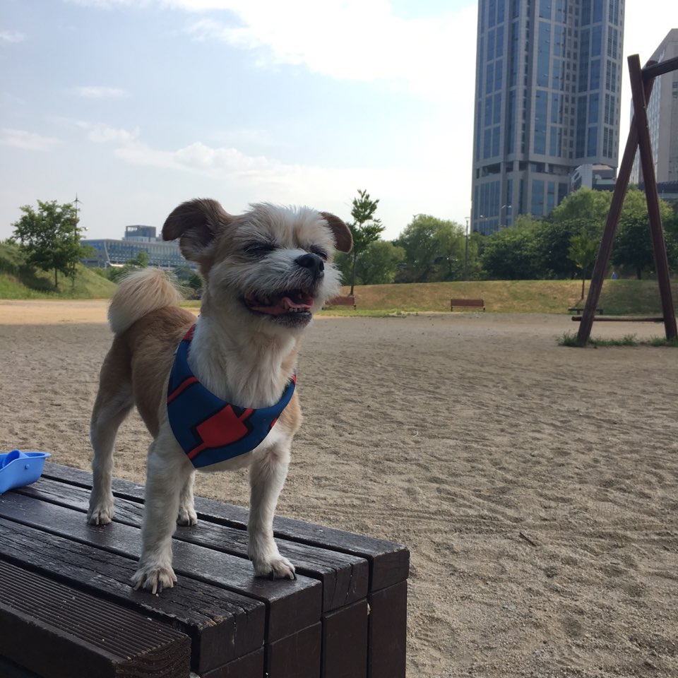 입양 8년차 하루의 오랜만 인사
