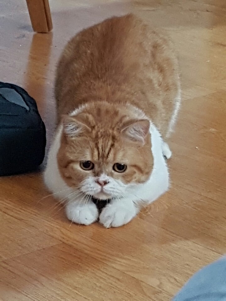 호빵이 두번째 후기입니다.