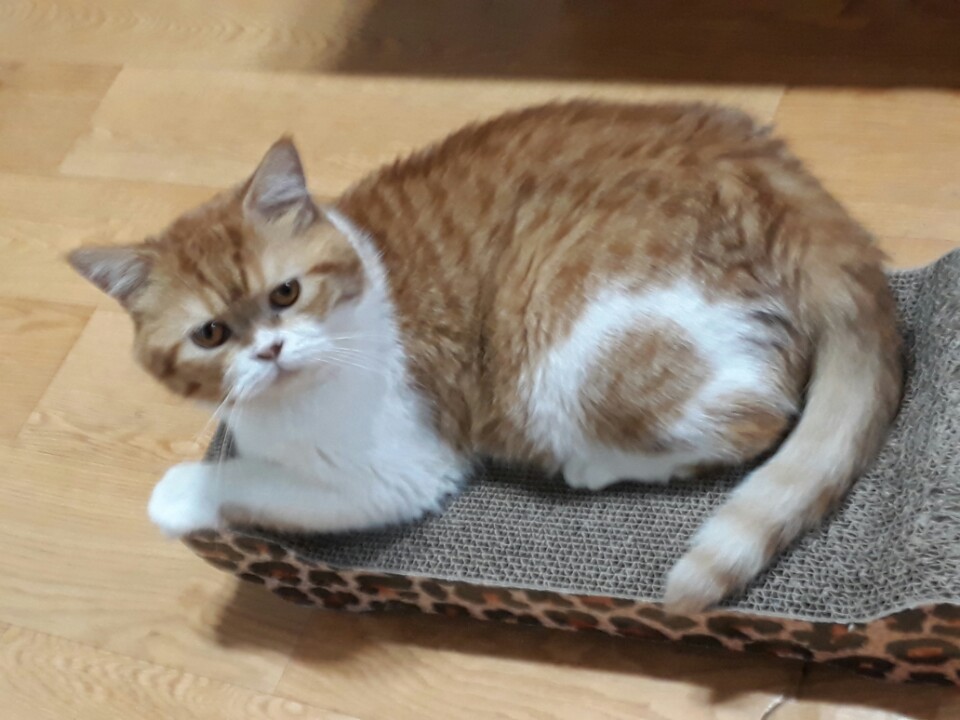 호빵이 두번째 후기입니다.