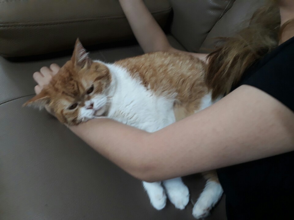 호빵이 두번째 후기입니다.