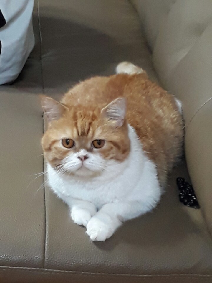 호빵이 두번째 후기입니다.