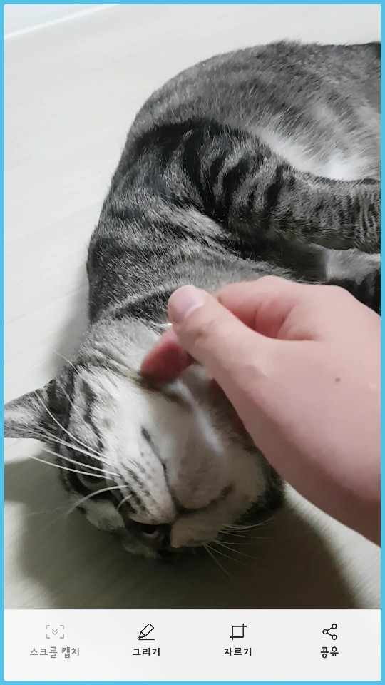 만두가 벌써 한달째 ~가  조금 넘었습니다.