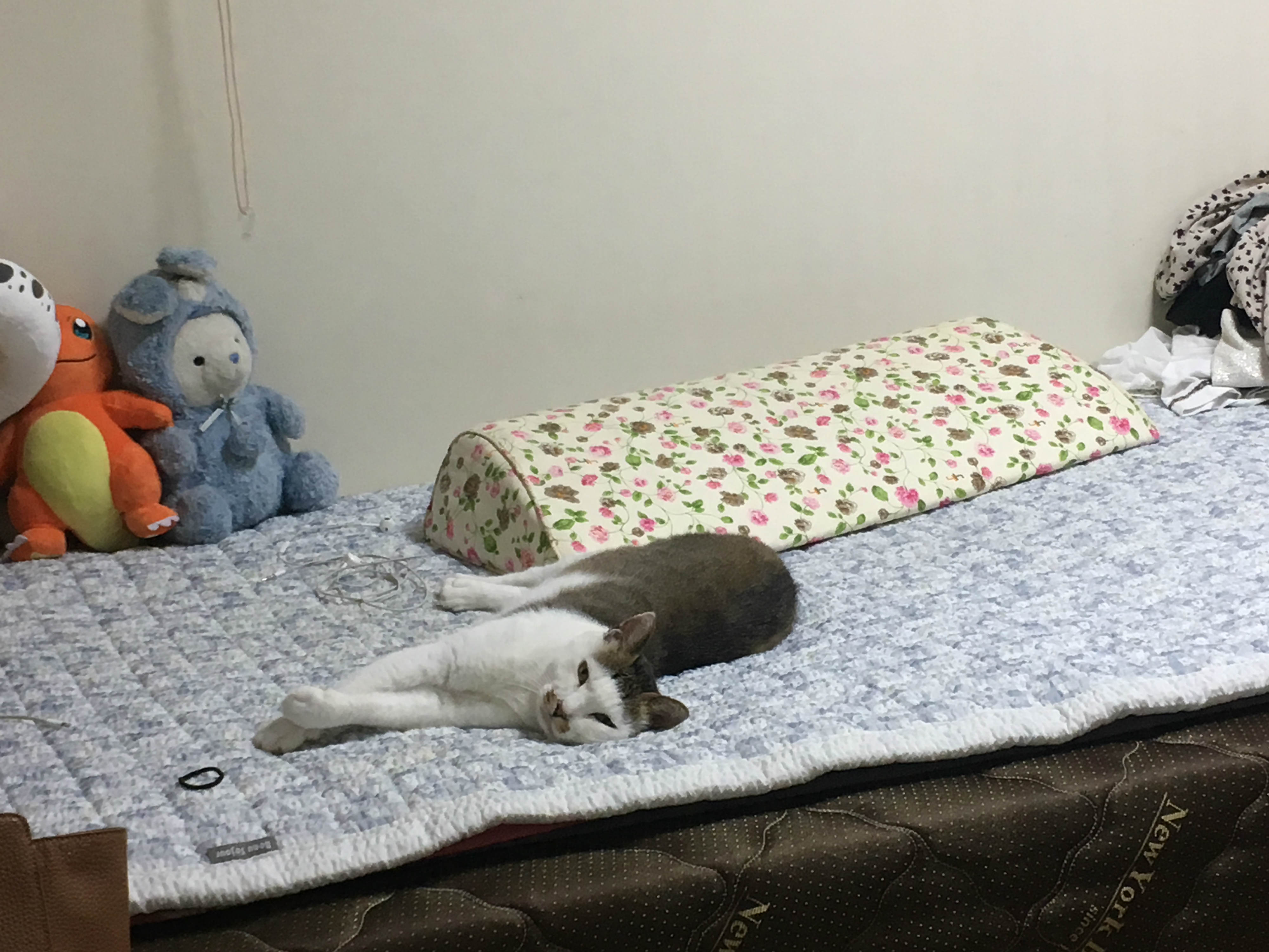 호박이(마리모) 입양 후기 두번째~