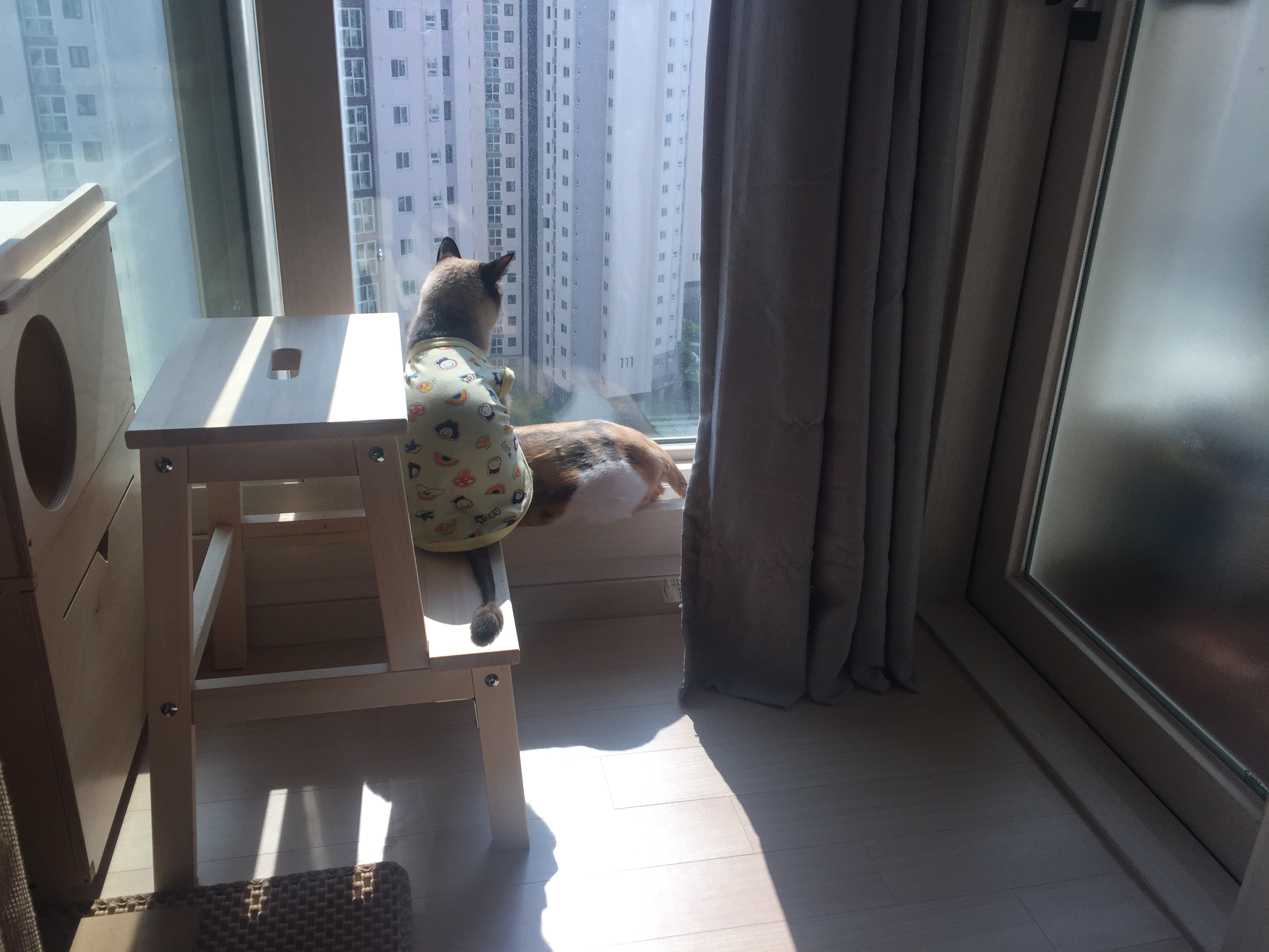 보아 입양후기(5)