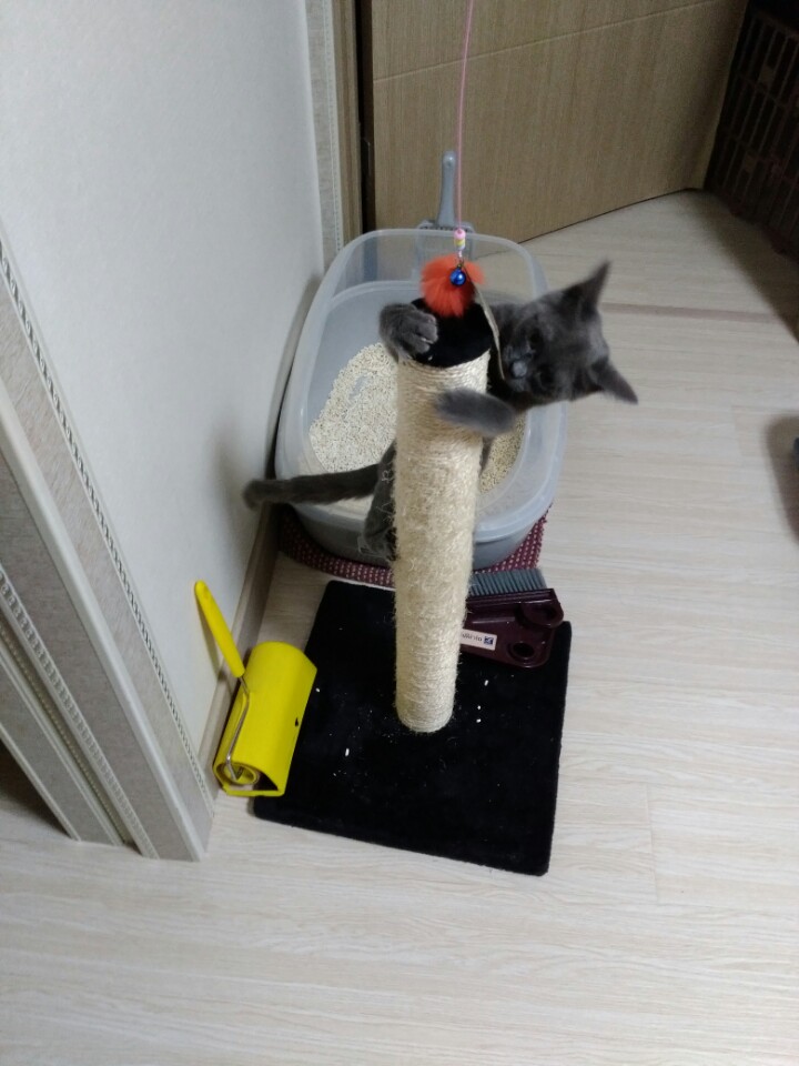 깜찍이(모찌) 두번째 방문입니다~^^