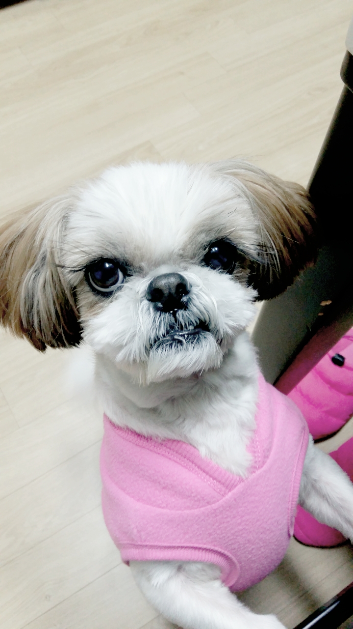 조이(멍구)소식
