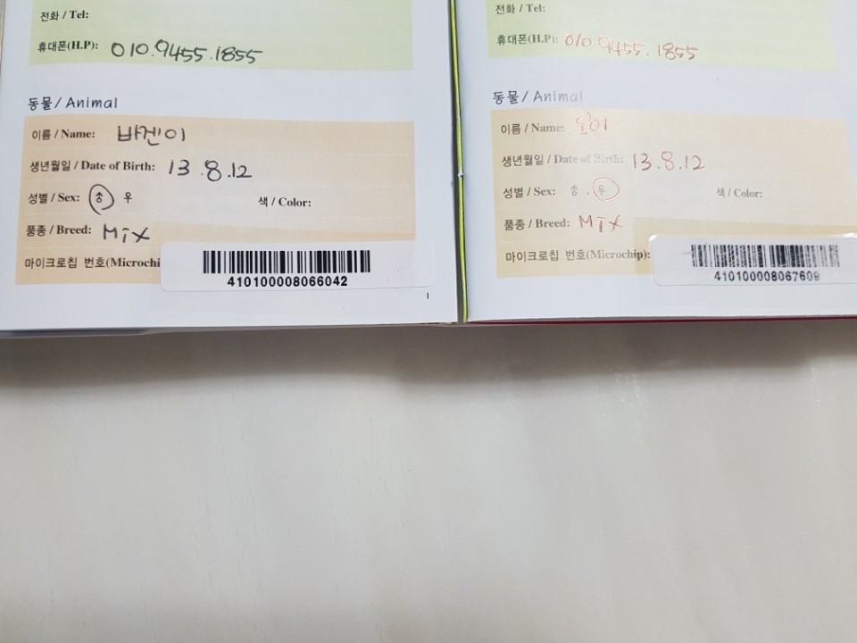 입양 첫번째 후기입니다