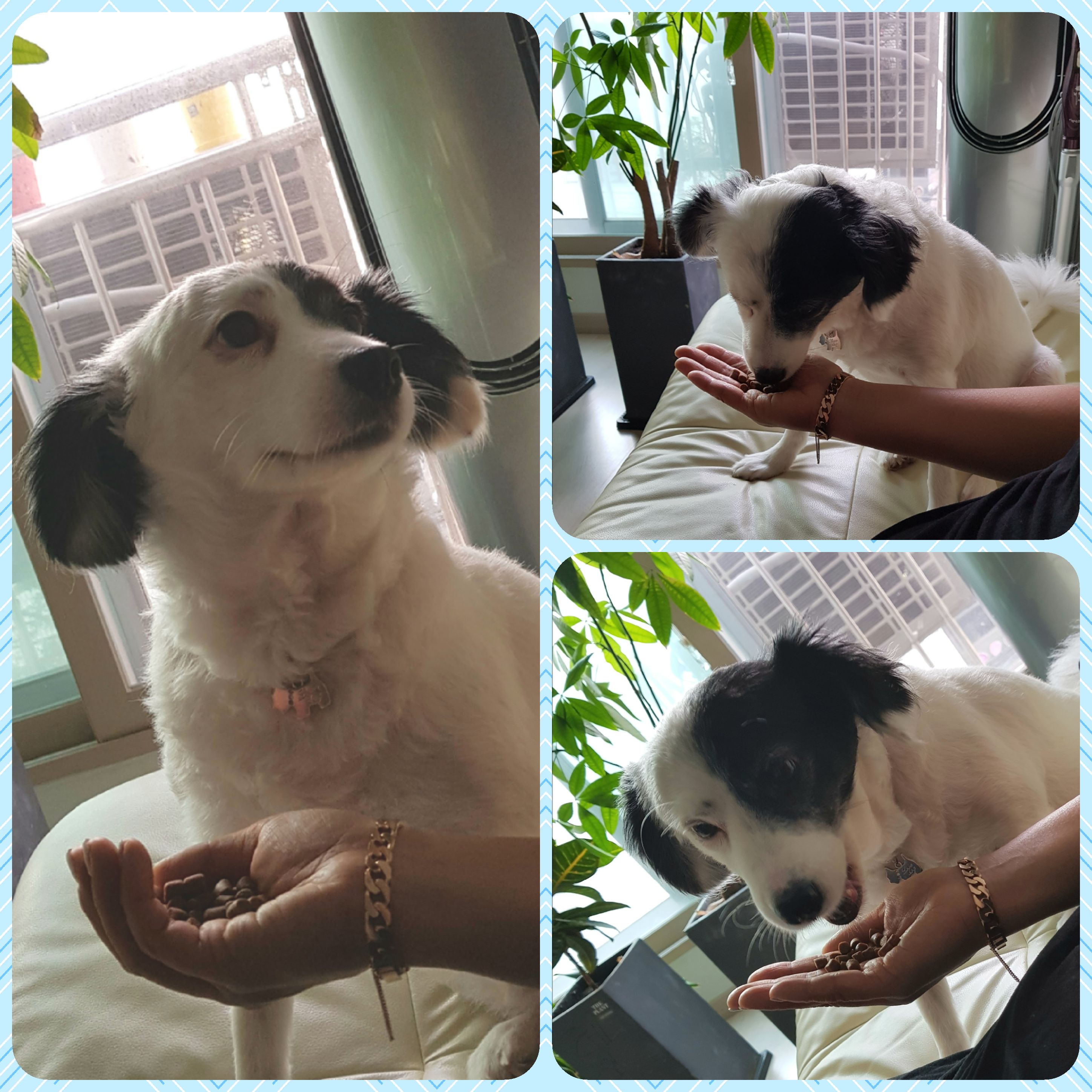 ♥두렁~두렁~입양후기올립니다♥