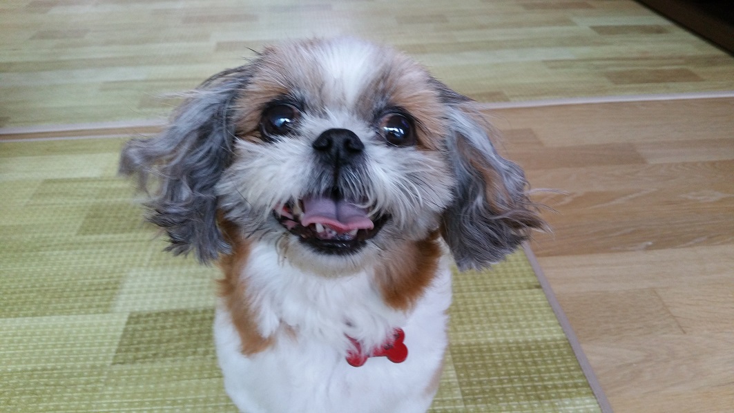 몽이에요~