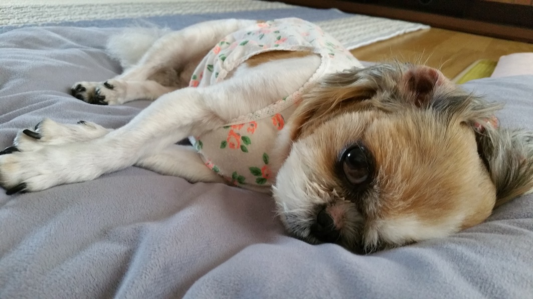몽이에요~