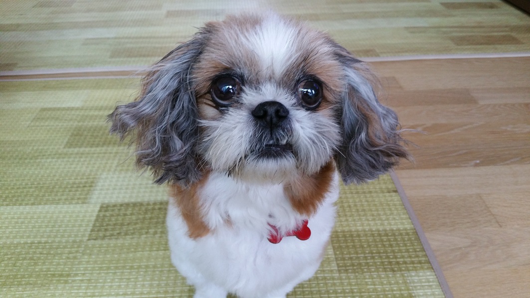 몽이에요~