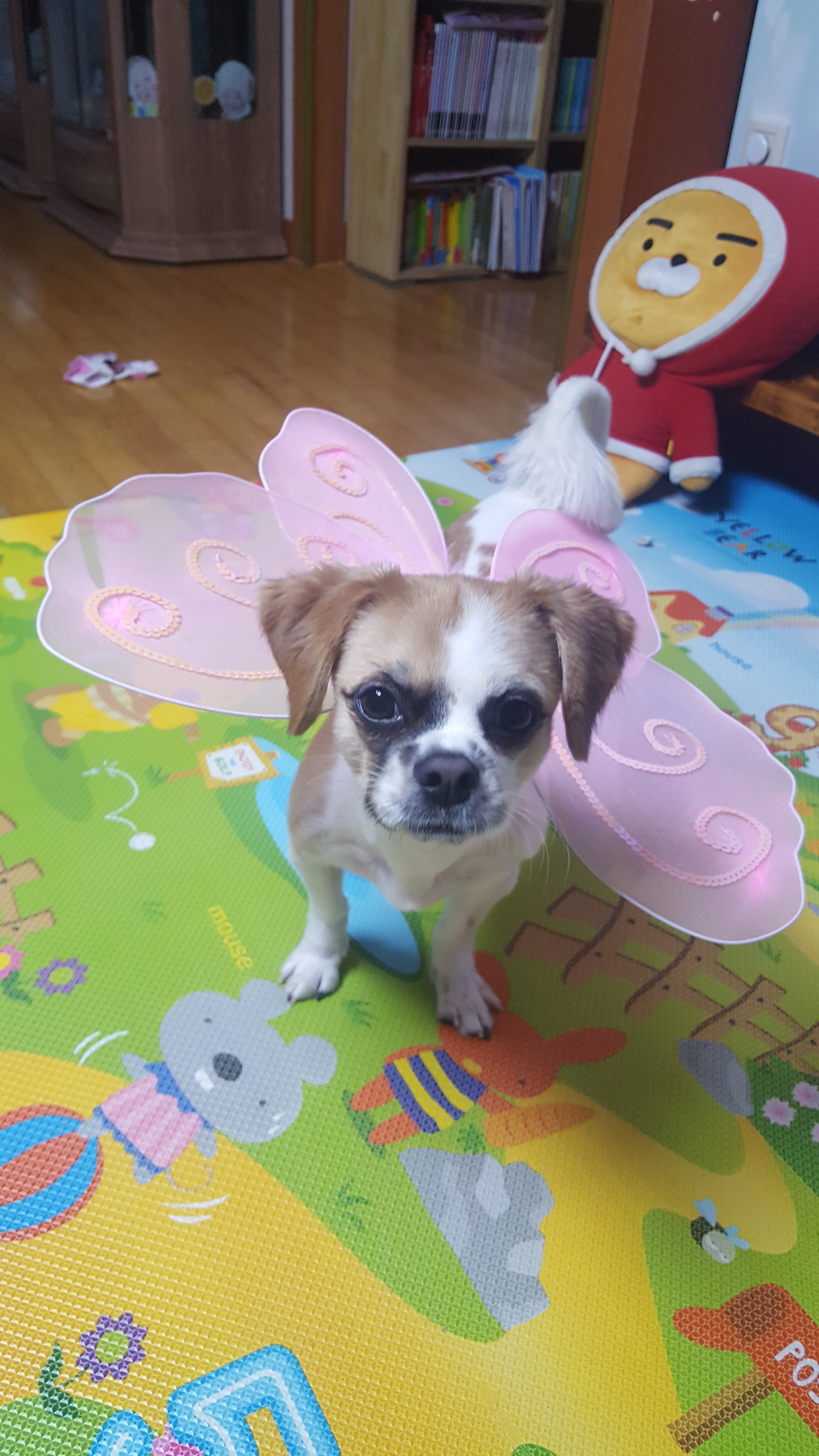 요미와 함께한지 벌써 2년이 넘어가고 있어요~