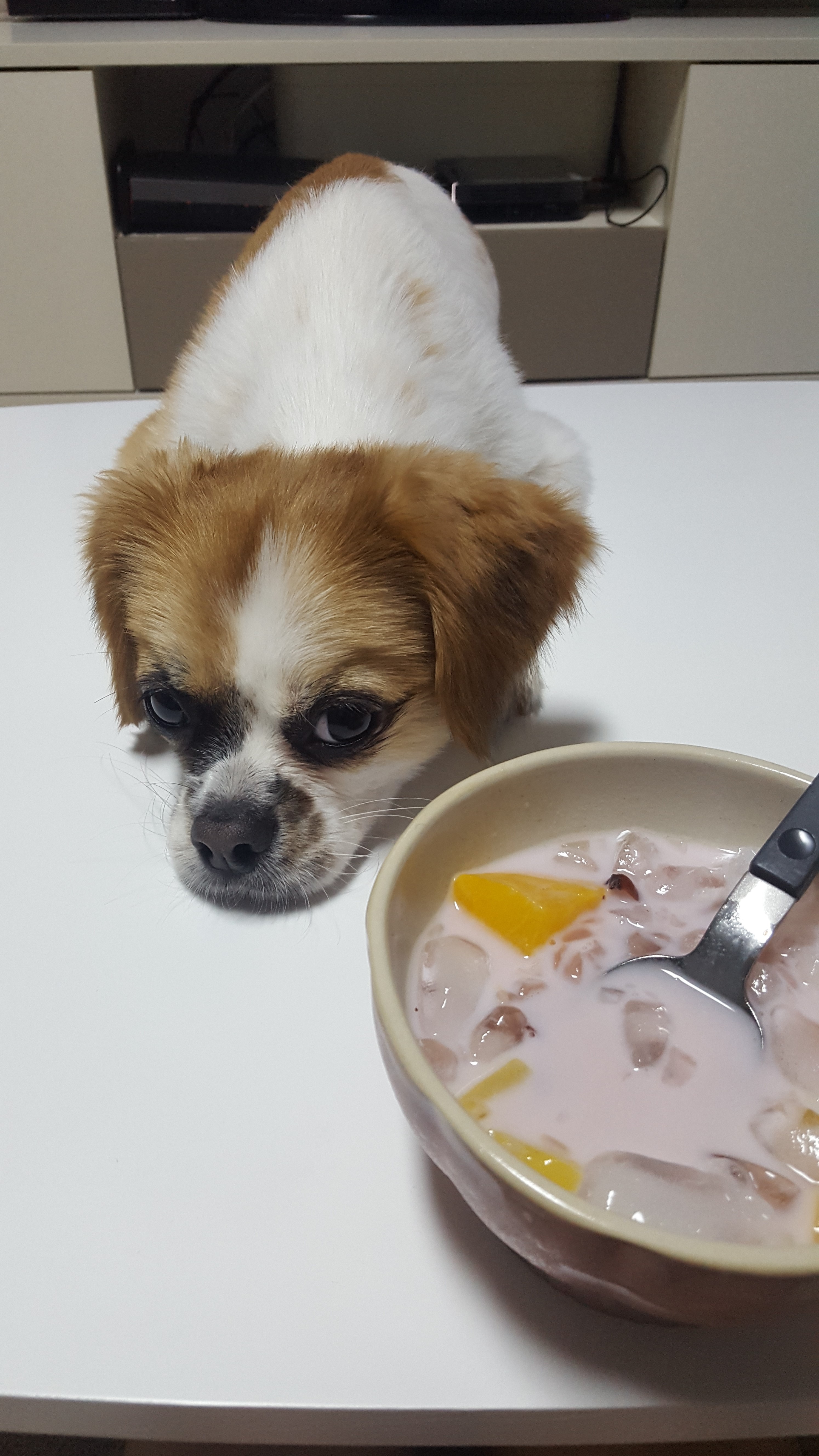 요미와 함께한지 벌써 2년이 넘어가고 있어요~