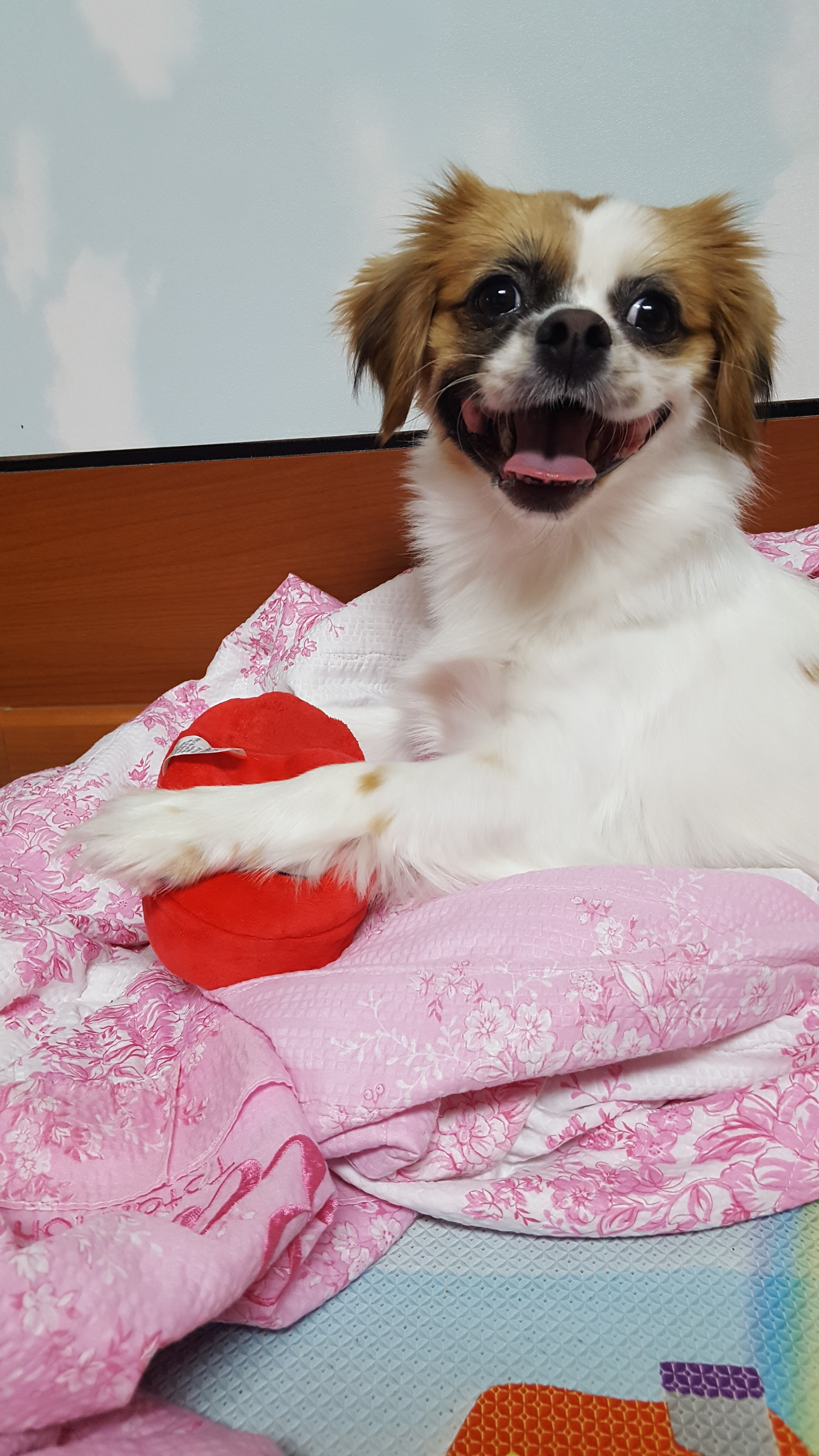 요미와 함께한지 벌써 2년이 넘어가고 있어요~
