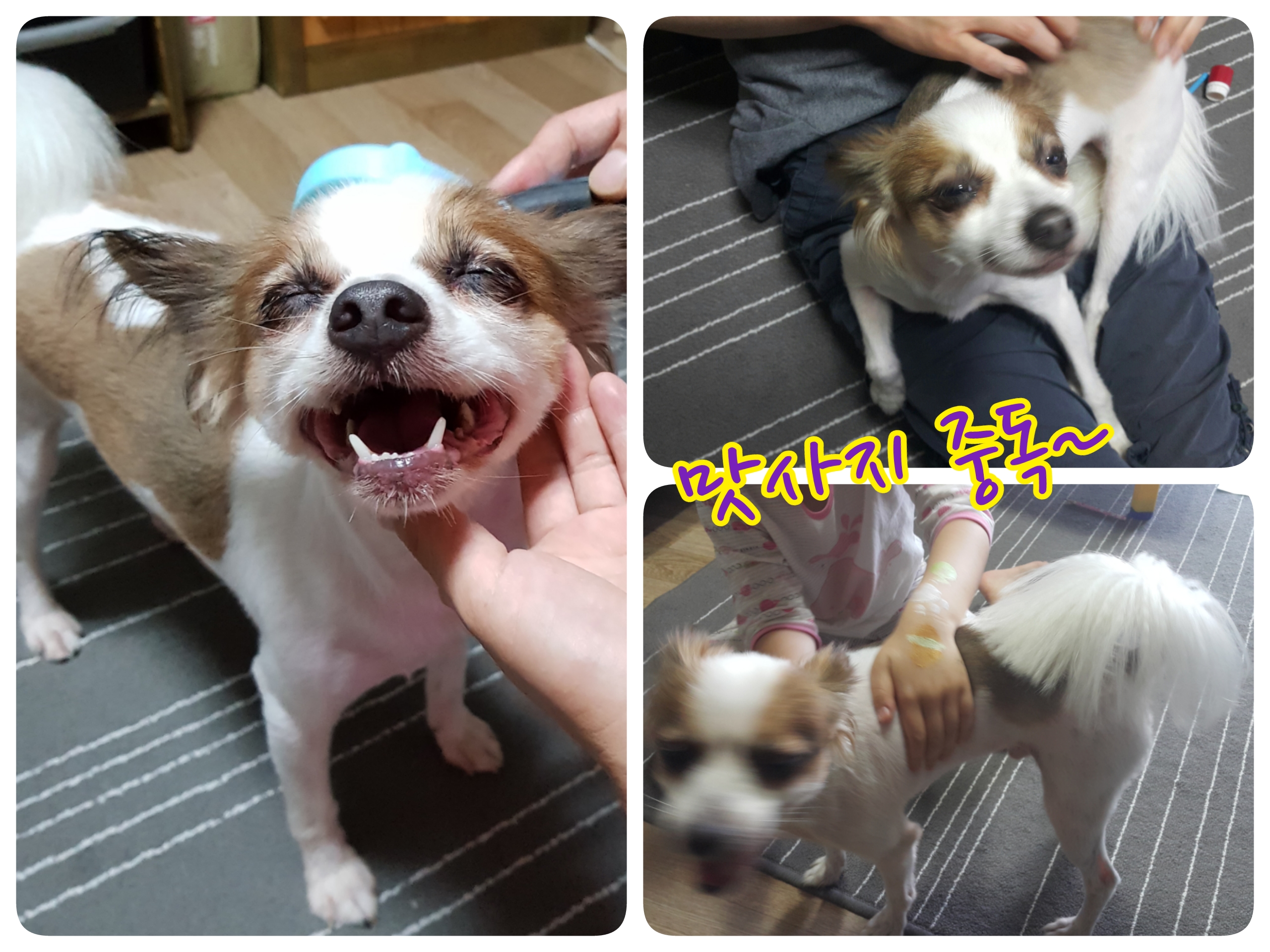 울동네 주인공견 나야~나~(페피노 두번째 이야기)