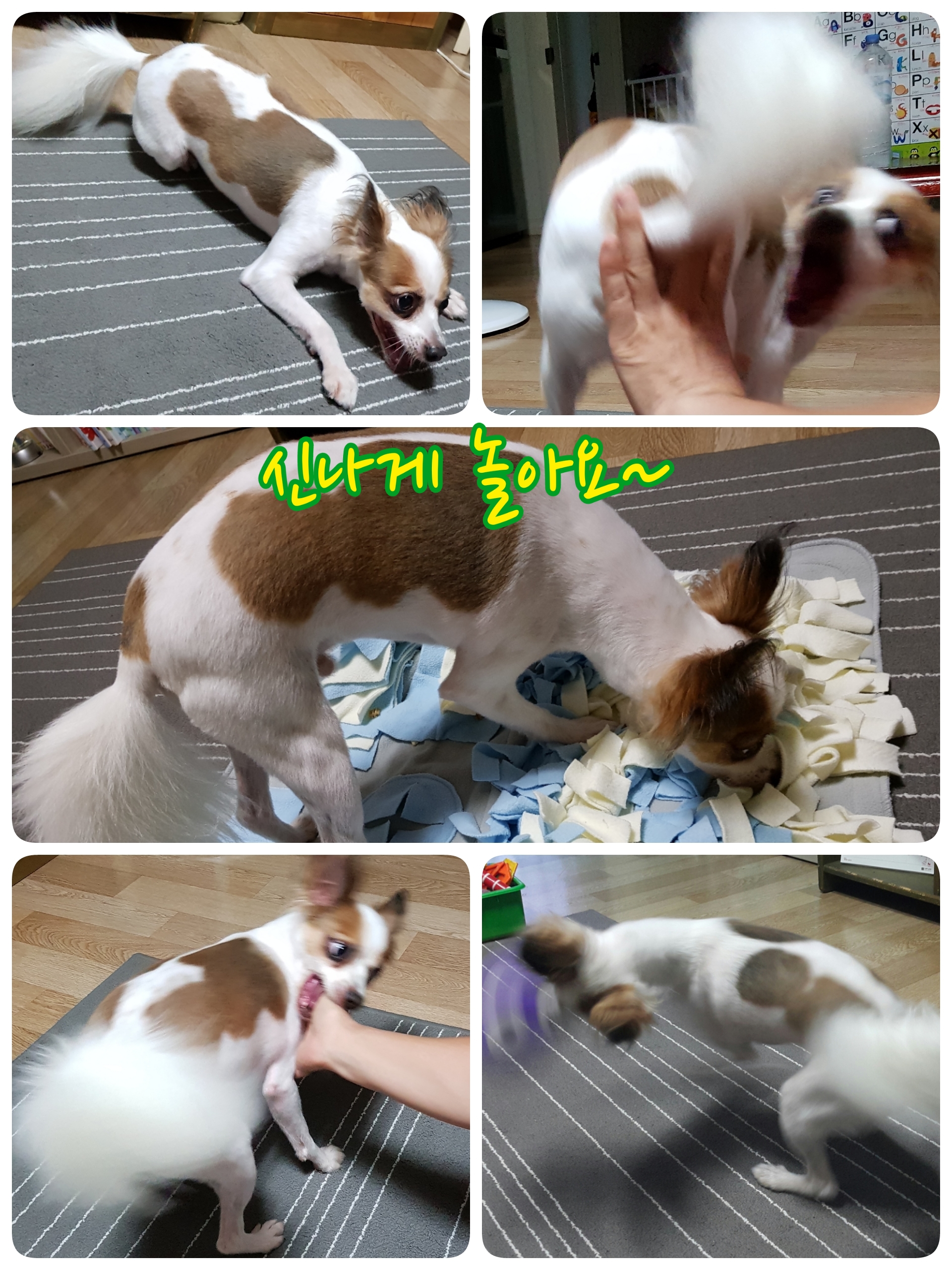 울동네 주인공견 나야~나~(페피노 두번째 이야기)