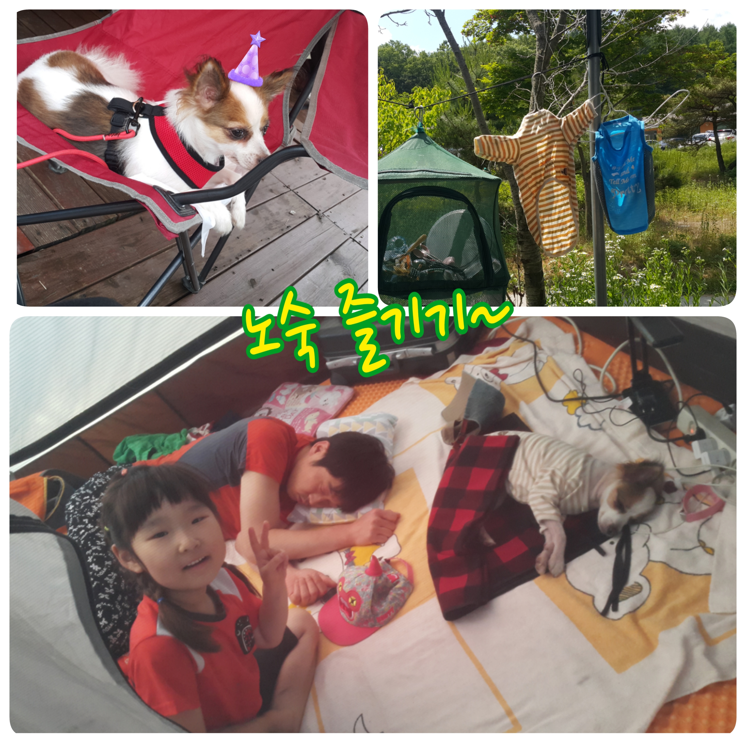 울동네 주인공견 나야~나~(페피노 두번째 이야기)