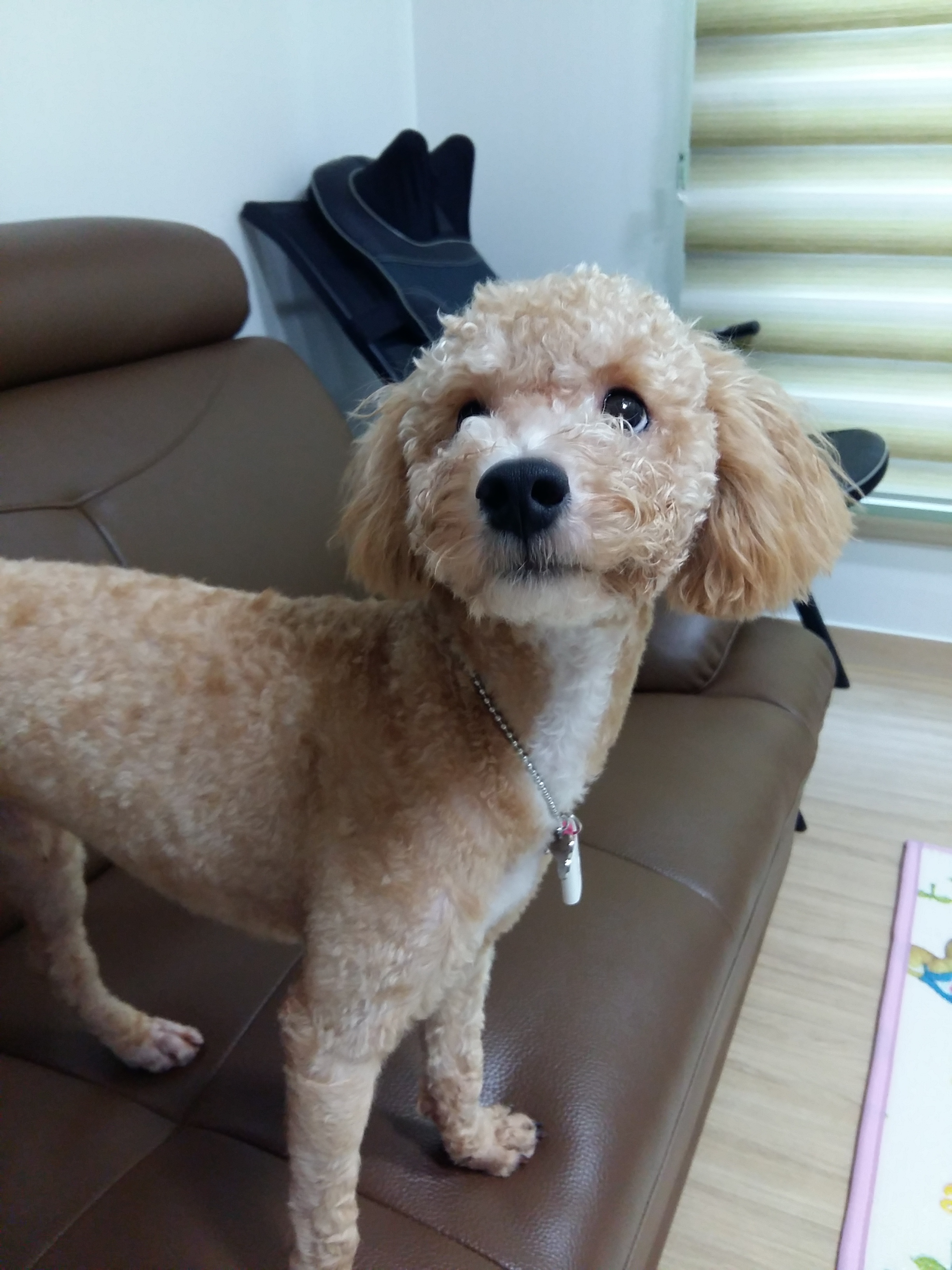 승지 입양후기