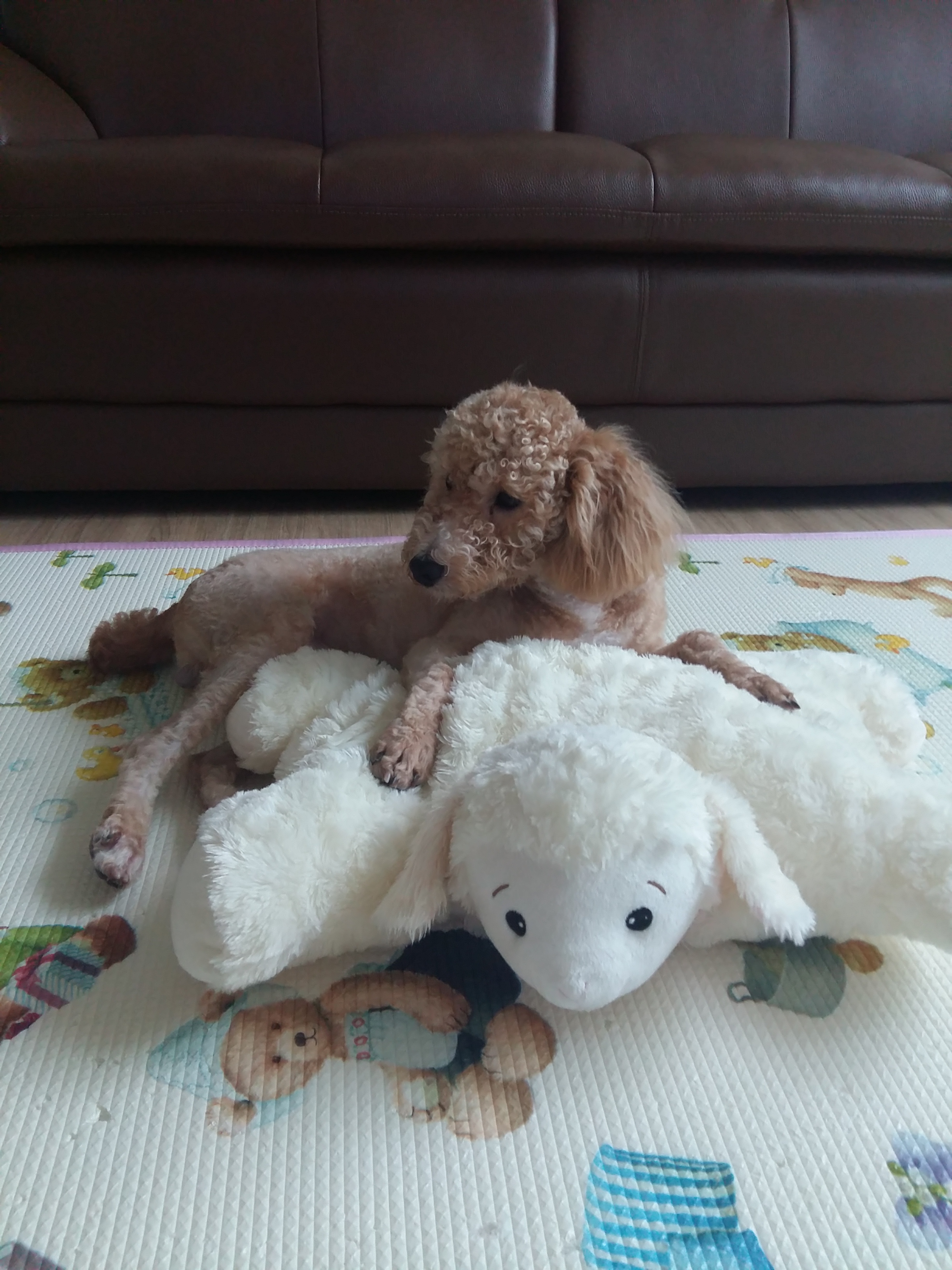 승지 입양후기