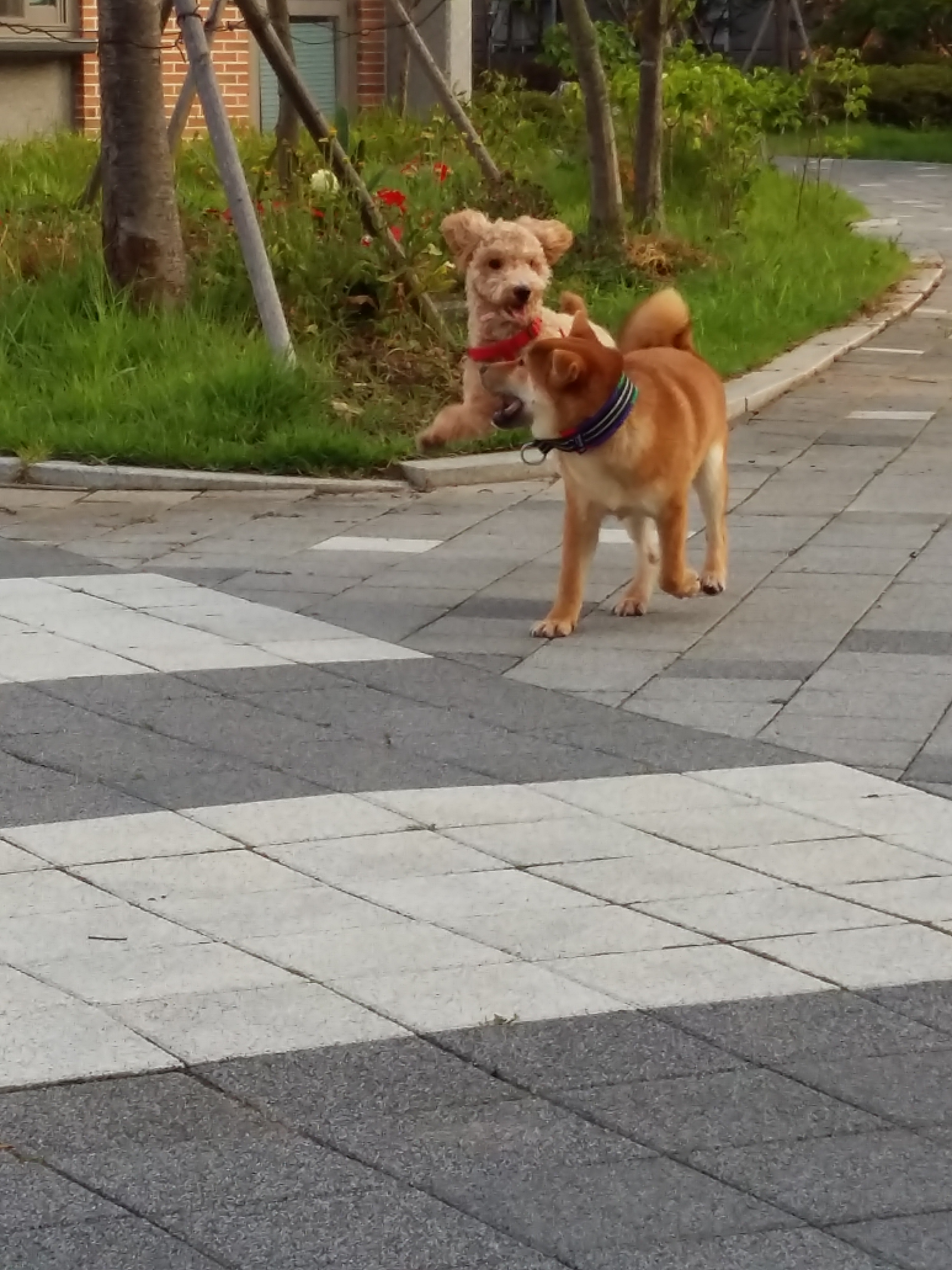 승지 입양후기