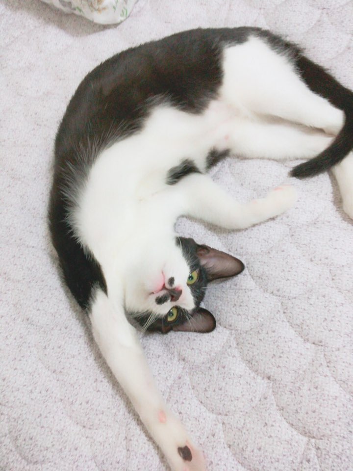꼬맹이 입양후기입니다 :)