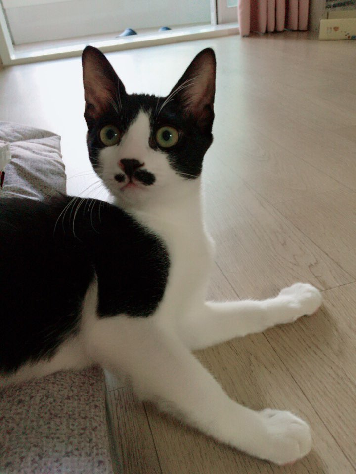 꼬맹이 입양후기입니다 :)
