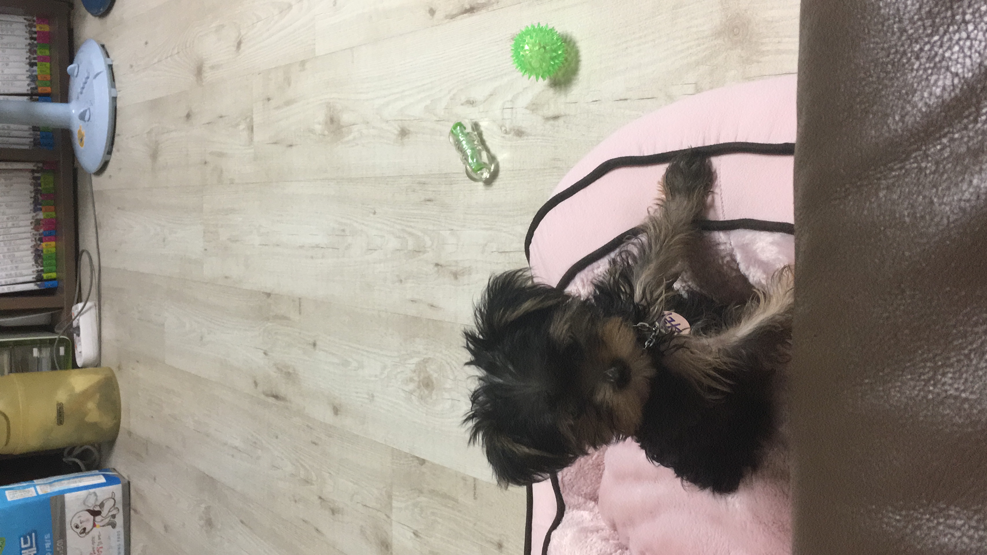 나리가 가족이 된 날~