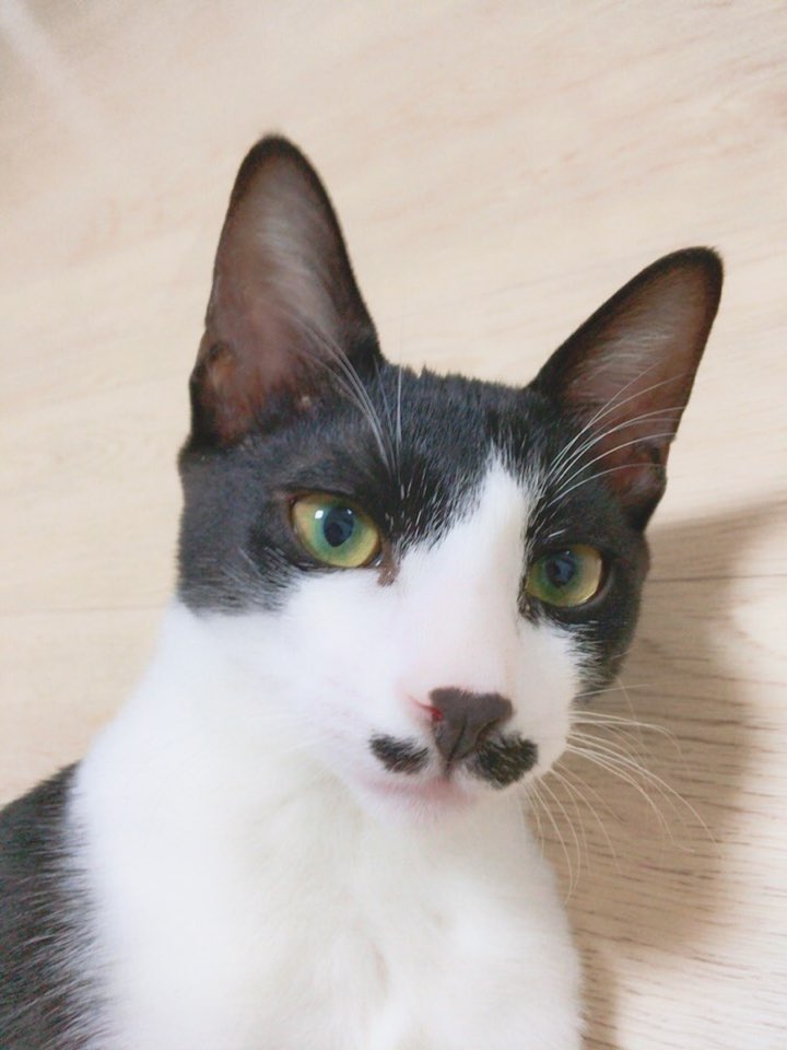 꼬맹이 입양후기