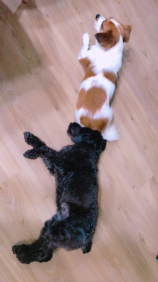 입양후 한달이 넘었어요~