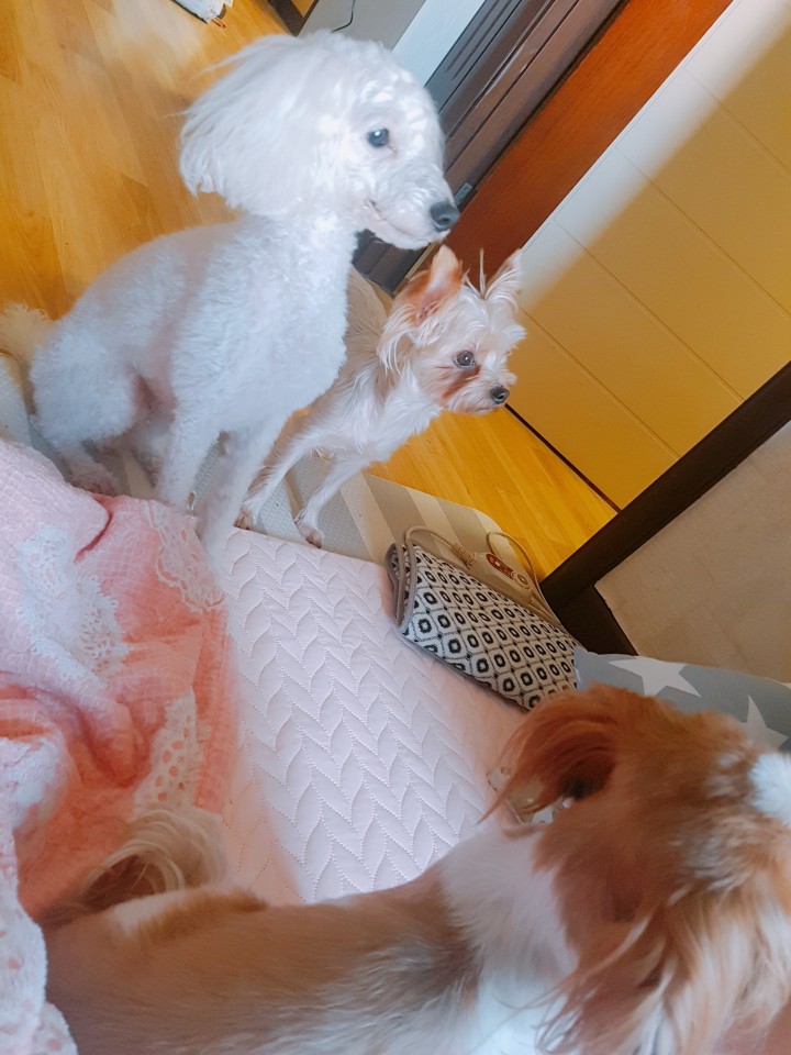 단비 입양후기입니다~